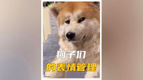 娱乐吃瓜酱救狗还是救人,救狗还是救人的道德抉择