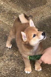 娱乐吃瓜君第一次见狗,萌态百出瞬间圈粉