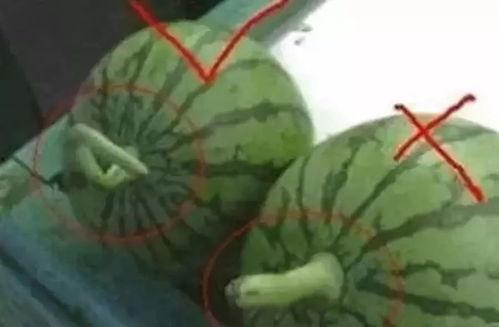 娱乐吃瓜起什么名字,揭秘明星幕后吃瓜大揭秘